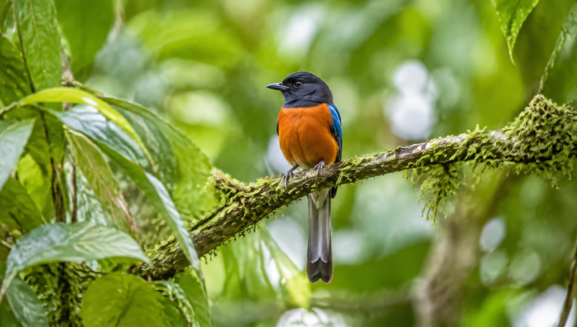 Forest bird perched on a mossy branch in green foliage