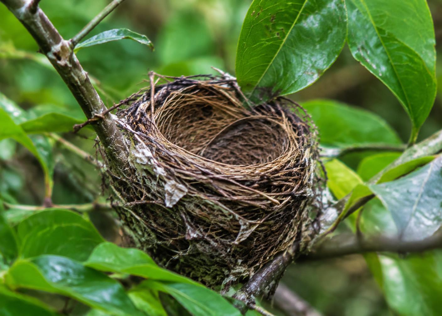 Bird nest in a leafy branch